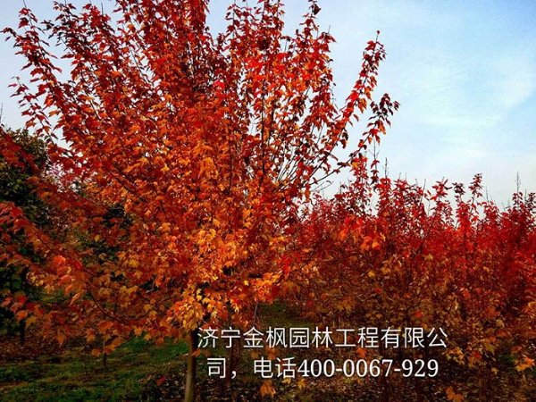 三、購買我們紅楓具體流程是怎么進行的？