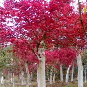 十月光輝紅楓