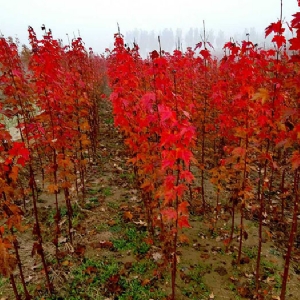 紅點(diǎn)紅楓