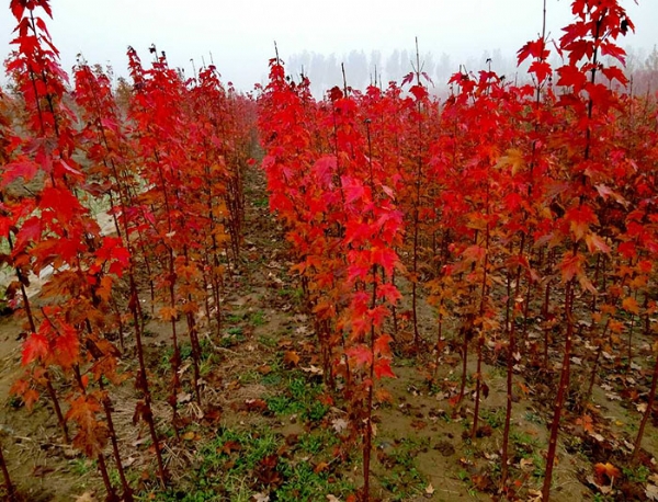 美國紅楓的發(fā)芽率要如何提高